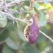 Ovoce a zelenina: <i>Capparis spinosa</i> (kapara trnitá) <i>Capparidaceae</i>