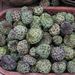 Ovoce a zelenina: <i>Annona squamosa</i> (anona šupinatá) <i>Annonaceae</i>1