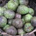 Ovoce a zelenina: <i>Annona cherimola</i> (čerimoja) <i>Annonaceae</i>