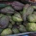 Ovoce a zelenina: <i>Annona muricata</i> (anona ostnitá) <i>Annonaceae</i>