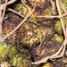 Ovoce a zelenina: <i>Nephelium lappaceum</i> (rambutan) <i>Sapindaceae</i>