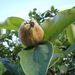 Ovoce a zelenina: <i>Cydonia oblonga</i> (kdouloň podlouhlá) <i>Malaceae</i>