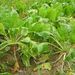 Ovoce a zelenina: <i>Beta  vulgaris</i>  var.  <i>altissima</i>  (řepa burák), <i>Chenopodiaceae</i>