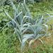 Ovoce a zelenina: <i>Allium porum</i> (pór setý) <i>Alliaceae</i>