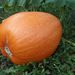 Ovoce a zelenina: <i>Cucurbita maxima</i> (tykev obecná) <i>Cucurbitaceae</i>