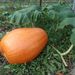 Ovoce a zelenina: <i>Cucurbita maxima</i> (tykev obecná) <i>Cucurbitaceae</i>1