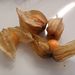 Ovoce a zelenina: <i>Physalis peruviana</i> (mochyně peruánská) <i>Solanaceae</i>1