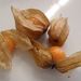 Ovoce a zelenina: <i>Physalis peruviana</i> (mochyně peruánská) <i>Solanaceae</i>2