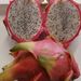 Ovoce a zelenina: <i>Hylocereus undulatus</i> (pitahaja) <i>Cactaceae</i>
