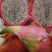 Ovoce a zelenina: <i>Hylocereus undulatus</i> (pitahaja) <i>Cactaceae</i>1