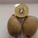 Ovoce a zelenina: <i>Actinidia chinensis</i> (aktinidie čínská) <i>Actinidiaceae</i>
