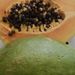 Ovoce a zelenina: <i>Carica papaya</i> (papája) <i>Caricaceae</i>1