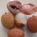 Ovoce a zelenina: <i>Litchi chinensis</i> (liči čínské) <i>Sapindaceae</i>