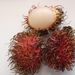 Ovoce a zelenina: <i>Nephelium lappaceum</i> (rambutan) <i>Sapindaceae</i>6