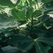 Ovoce a zelenina: <i>Ficus carica</i> (fíkovník smokvoň) <i>Moraceae</i>.3