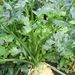 Ovoce a zelenina: <i>Apium graveolens</i> (miřík celer) <i>Apiaceae</i>