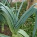 Ovoce a zelenina: <i>Allium porum</i> (pór setý) <i>Alliaceae</i>1