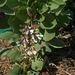 Ovoce a zelenina: <i>Faba vulgaris</i> (bob setý) <i>Fabaceae</i>