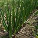 Ovoce a zelenina: <i>Allium cepa</i> (cibule kuchyňská) <i>Alliaceae</i>