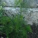 Ovoce a zelenina: <i>Aethum graveolens</i> (kopr vonný) <i>Apiaceae</i>