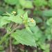 Plevele: <i>Galinsoga quadriata</i> (pěťour brvitý) <i>Asteraceae</i>