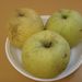 Jablka bez popisu: Golden Delicious