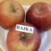 Jablka s popisem: Rajka