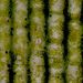 Asimilační pletivo <i>Elodea canadensis</i>