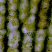 Plastidy - chloroplasty