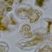 Plastidy - chromoplasty