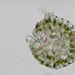 Sporangium <i>Polypodium vulgare</i> - pohled do sporangia