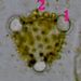 Pylové zrno <i>Senecio vulgaris</i> - detail
