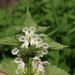 Květy <i>Lamium album</i>
