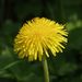 Úbor <i>Taraxacum</i> sp.