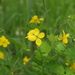 Květ <i>Chelidonium majus</i>