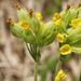 Květy a květenství <i>Primula veris</i> - detail