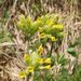Květy a květenství <i>Primula veris</i>