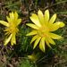 Květ <i>Adonis vernalis</i>
