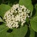 Květenství <i>Viburnum lantana</i>