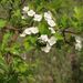 Hloh (<i>Crataegus</i>)