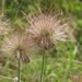Souplodí - <i>Pulsatilla bohemica</i>