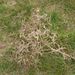 Anemochorie - <i>Eryngium campestre</i>