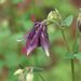 Květ <i>Aquilegia vulgaris</i>