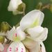 Květ  <i>Robinia pseudacacia</i>