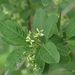 Květ <i>Euonymus europaeus</i>