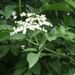 Květenství <i>Sambucus nigra</i>