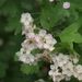 Květy <i>Crataegus</i> sp.
