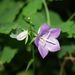 Květ <i>Campanula persicifolia</i>