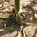 Kořeny - chůdovité kořeny <i>Zea mays</i>