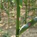 List jednoděložné rostliny - <i>Zea mays</i>